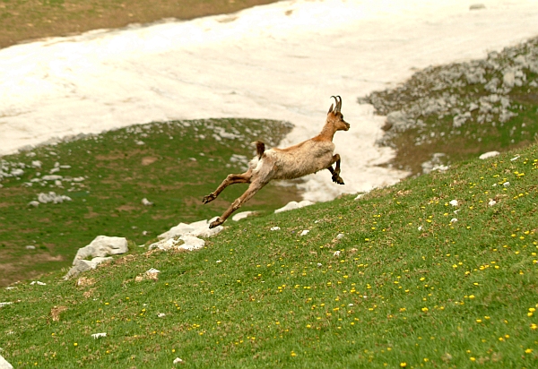 Camoscio d''Abruzzo Rupicapra pyrenaica ornata